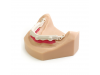 Dentivera Disc 98x18 mm tan